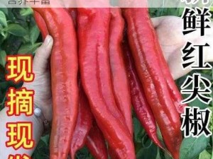 意大利红辣椒 k8s，新鲜采摘，口感鲜美，营养丰富