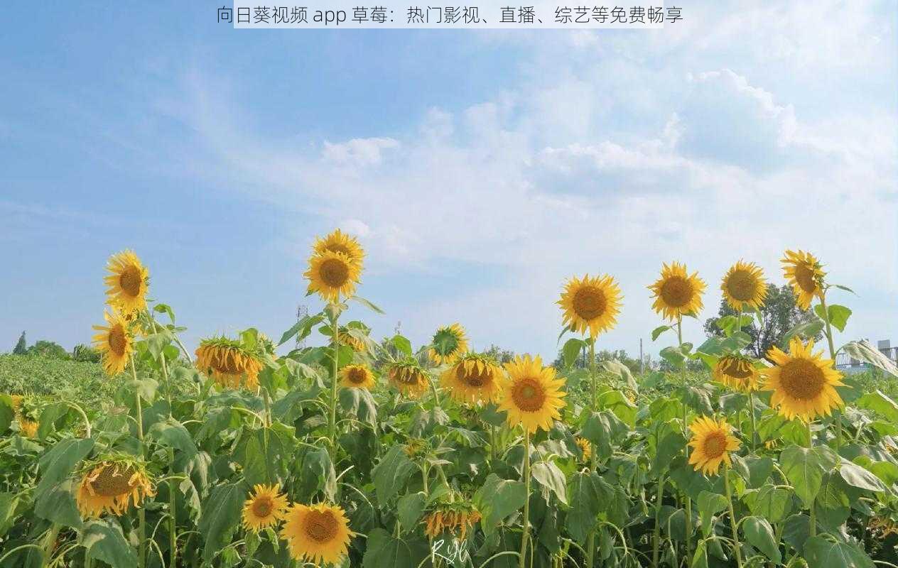 向日葵视频 app 草莓：热门影视、直播、综艺等免费畅享